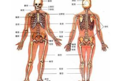 高清人体,揭秘人体结构与功能